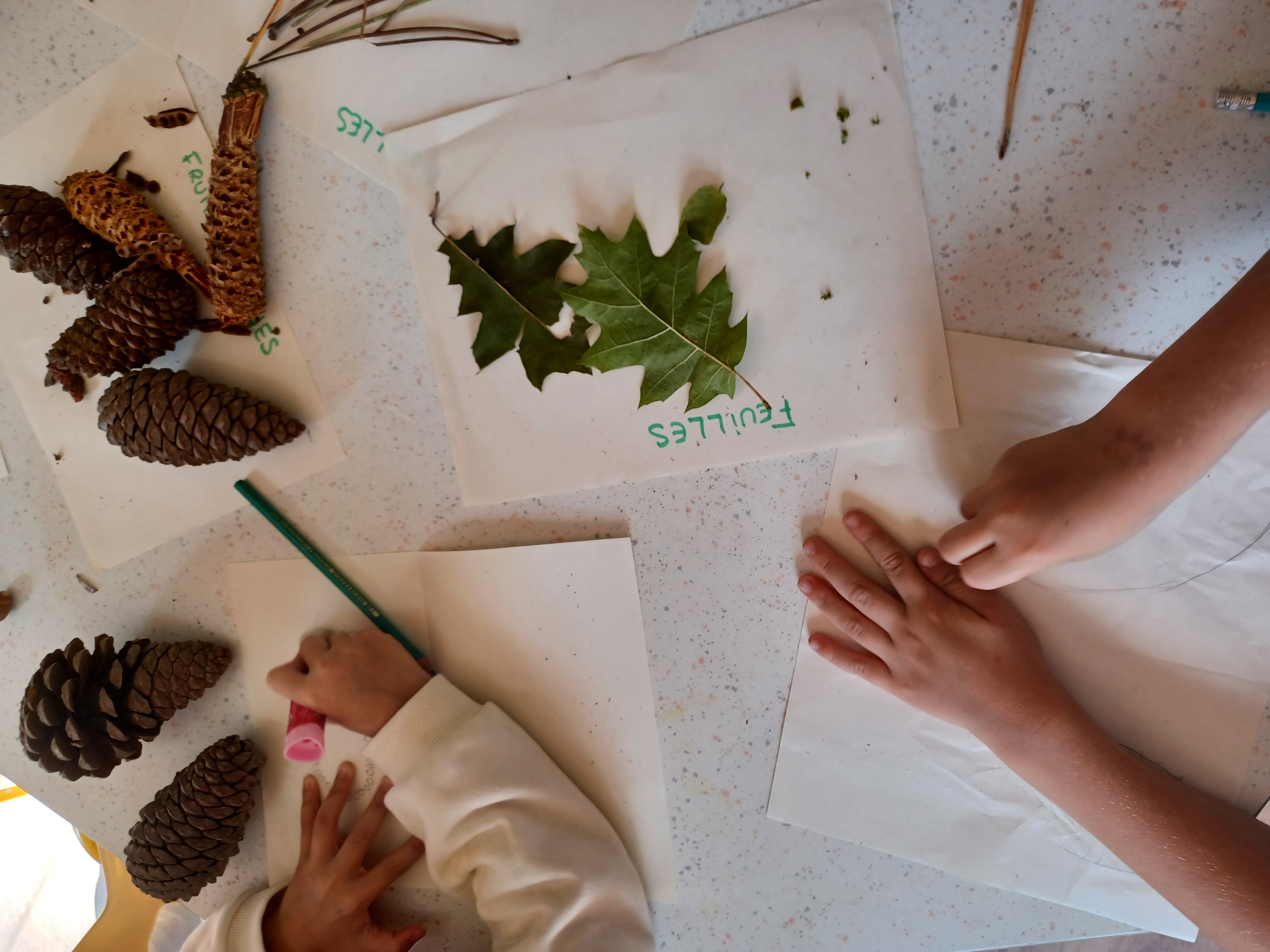 Atelier science des plantes