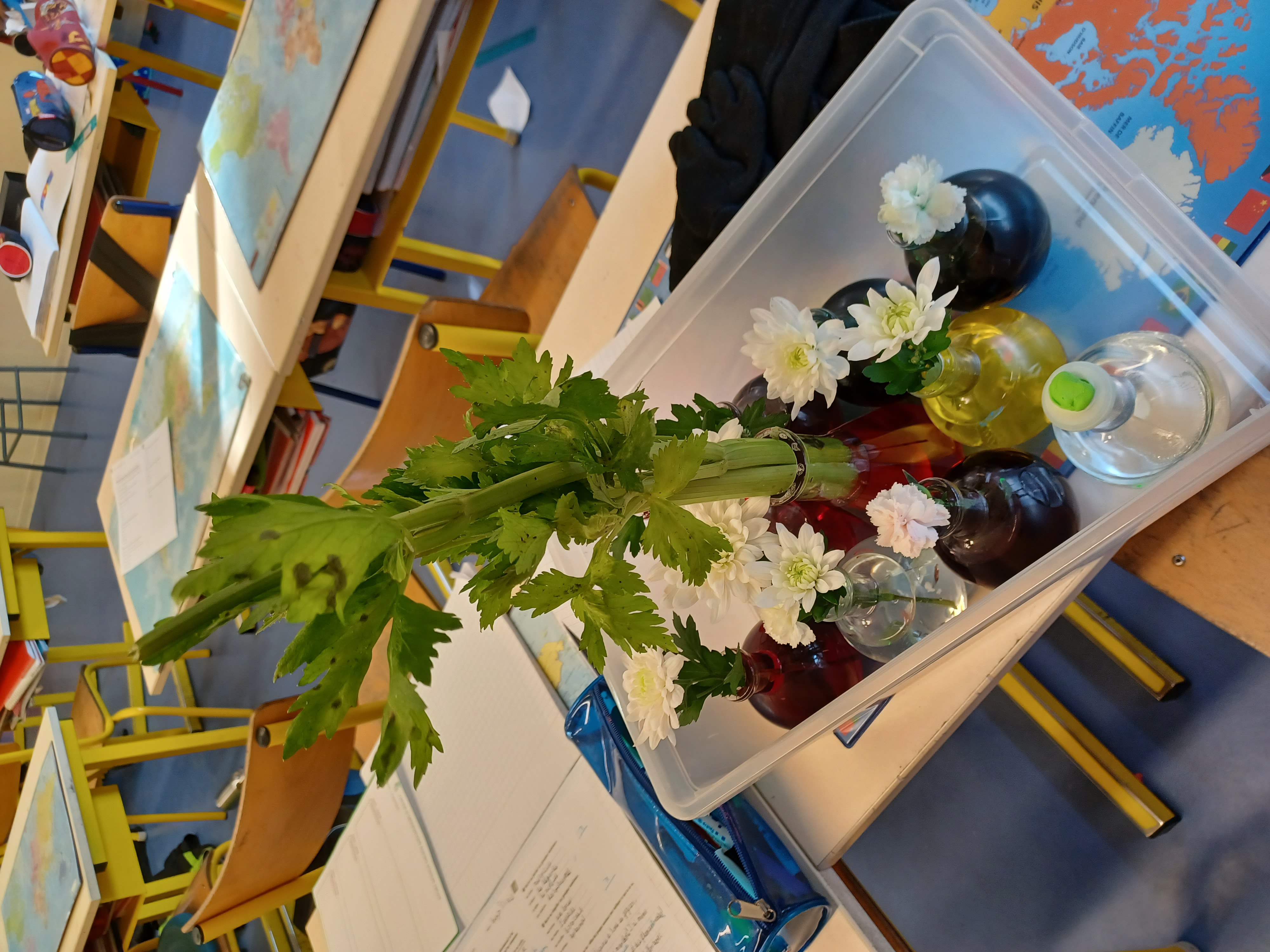 Atelier science des plantes