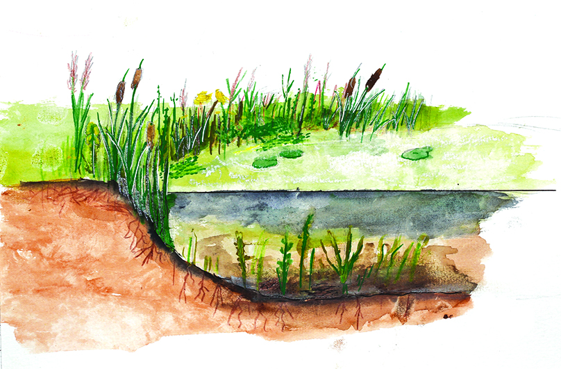 Coupe illustrée d'une mare pour un panneau Natura 2000